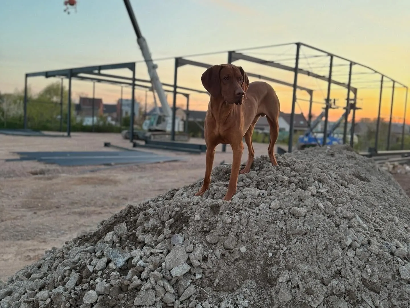 Een roodbruine hond staat op een hoop steenslag, met achter hem de stalen structuur van het nieuwe gebouw en een kraan
